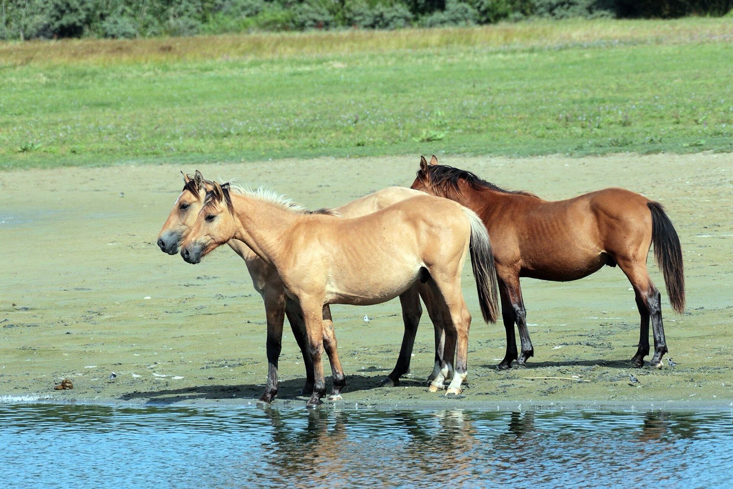 Chevaux henson dans l'eau, Marquenterre